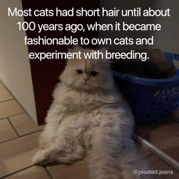 Cats Are Interesting!
