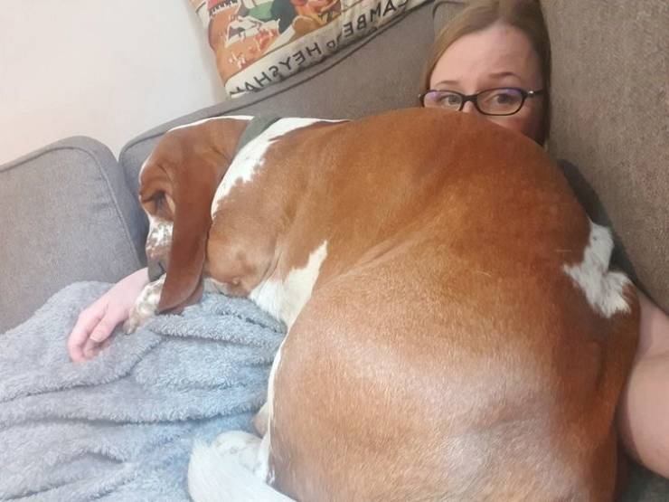 Pets Have No Idea What Personal Space Means