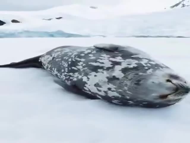 Seal’s Purring