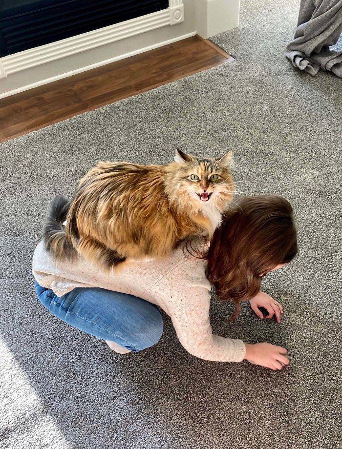 “What’s Wrong With My Cat?” Everything…