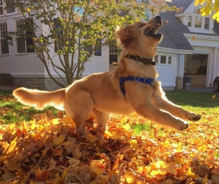 Animals Know What Happiness Feels Like!