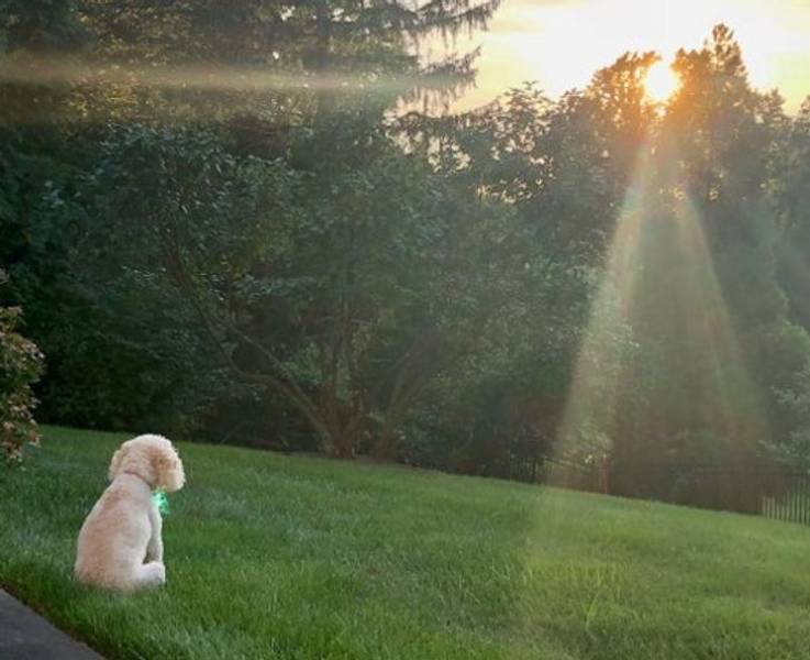 Animals Know What Happiness Feels Like!