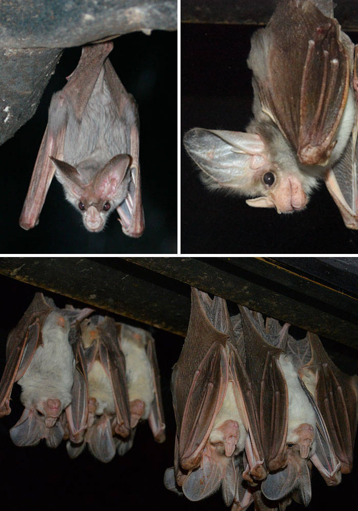 Are We Sure These Are Bats?