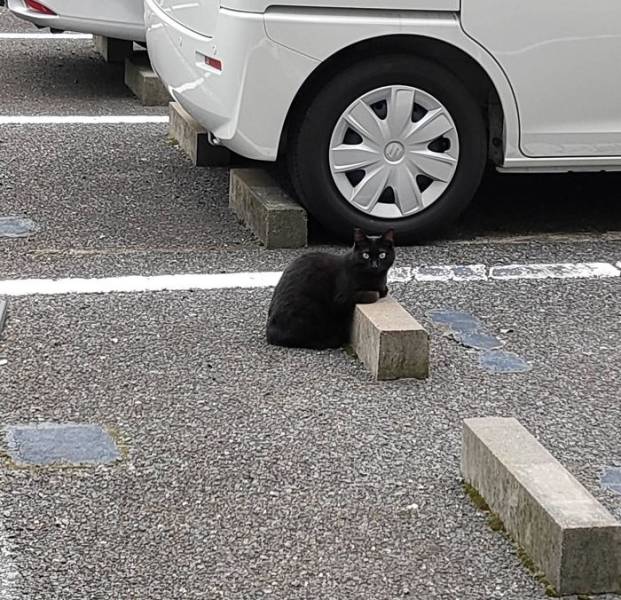Cats Love Parking Bumpers!