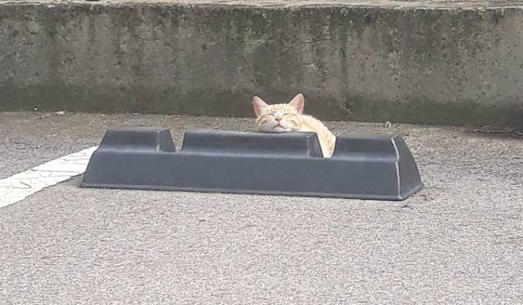 Cats Love Parking Bumpers!