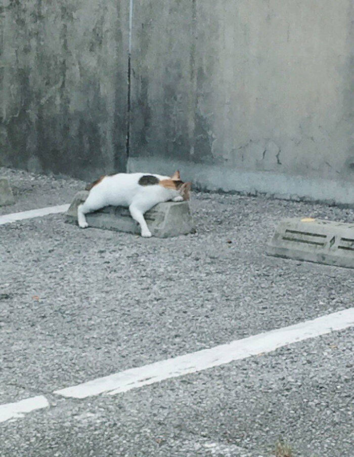 Cats Love Parking Bumpers!