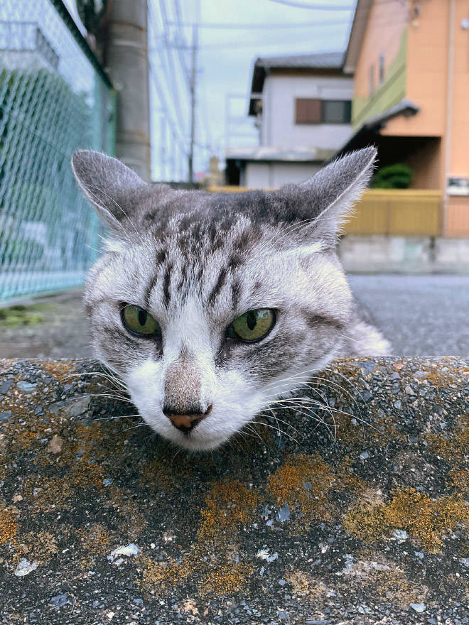 Cats Love Parking Bumpers!