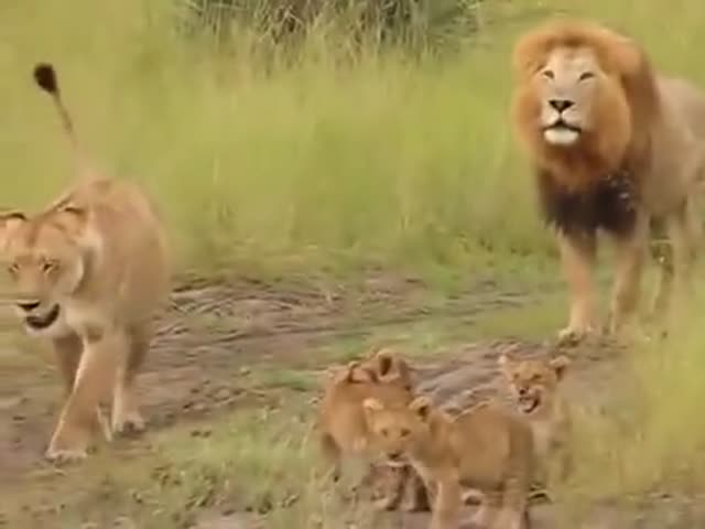 Lion Cubs Trying To Roar