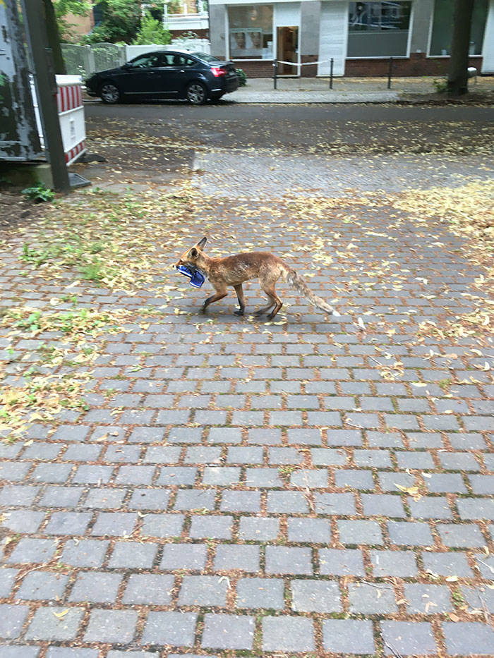 This German Fox Is A Shoe Thief!