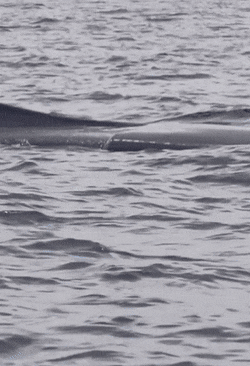 The Neverending Blue Whale Off The Coast Of San Diego California