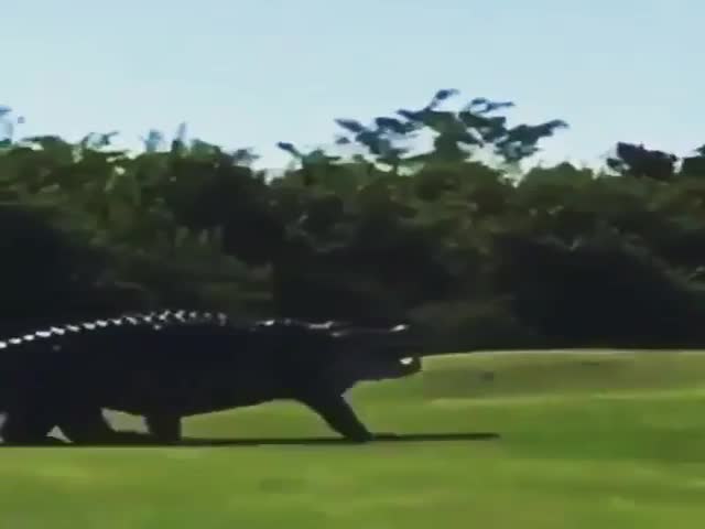 A Giant Alligator Decided To Relax On A Golf Course
