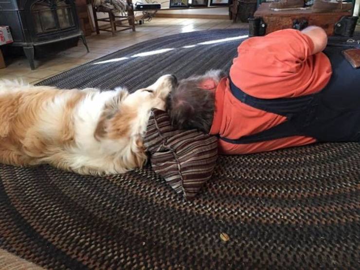 Dads Who Lost Their Battles Against “Unwanted” Pets