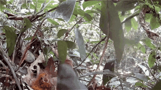 Sensing A Predator This Bird Chick Pretends To Be A Poisonous Caterpillar