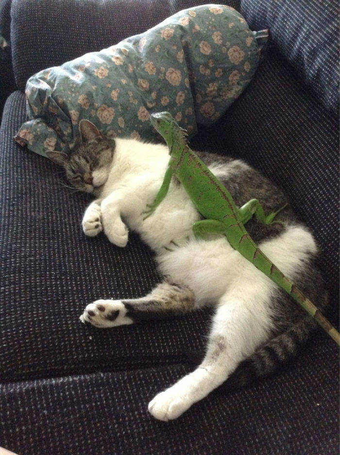 Cats And Lizards Love “Playing” Together!