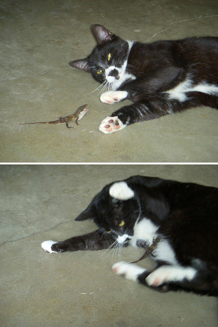 Cats And Lizards Love “Playing” Together!