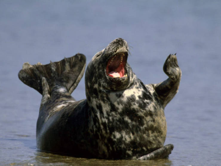 Seals Just Can’t Stop Laughing!