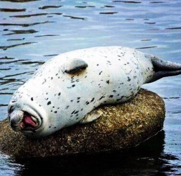 Seals Just Can’t Stop Laughing!
