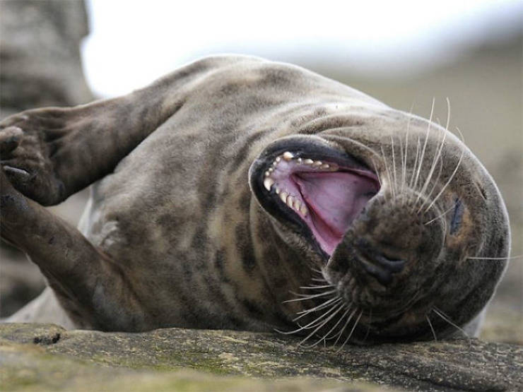 Seals Just Can’t Stop Laughing!