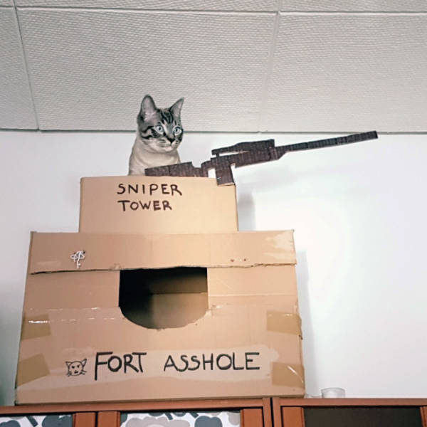 These Cats Get Their Own Cardboard Forts!