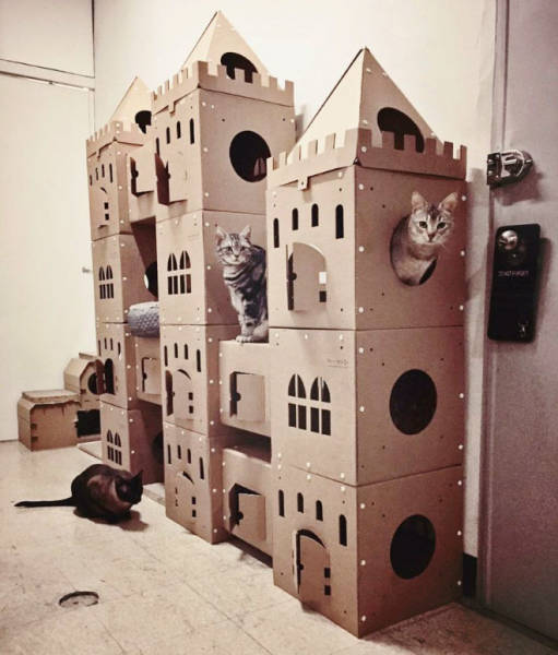 These Cats Get Their Own Cardboard Forts!