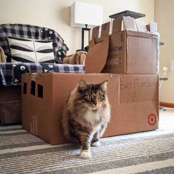 These Cats Get Their Own Cardboard Forts!