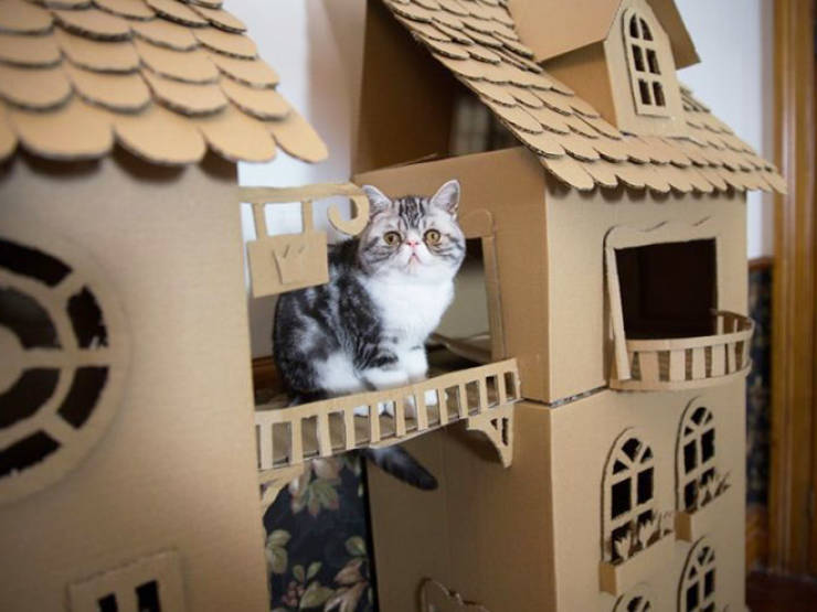 These Cats Get Their Own Cardboard Forts!