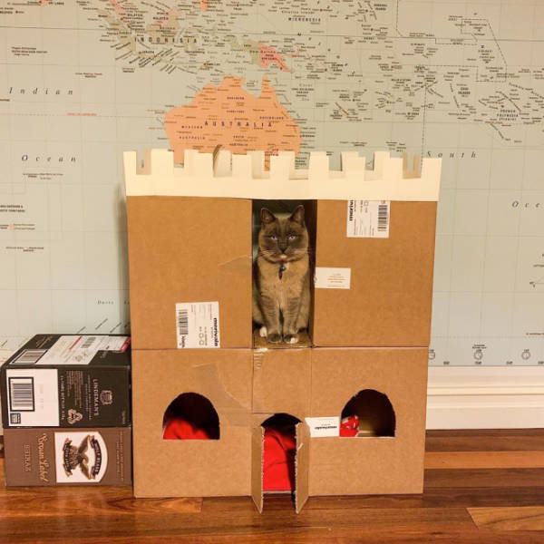 These Cats Get Their Own Cardboard Forts!