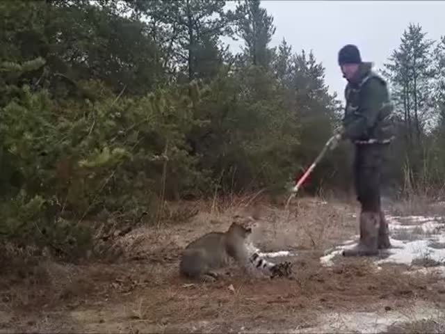 Saving A Lynx From A Trap