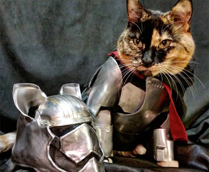 Every Cat Secretly Has A Set Of Battle Armor!