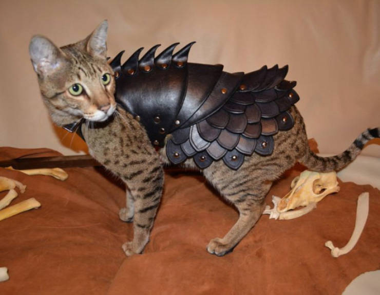 Every Cat Secretly Has A Set Of Battle Armor!