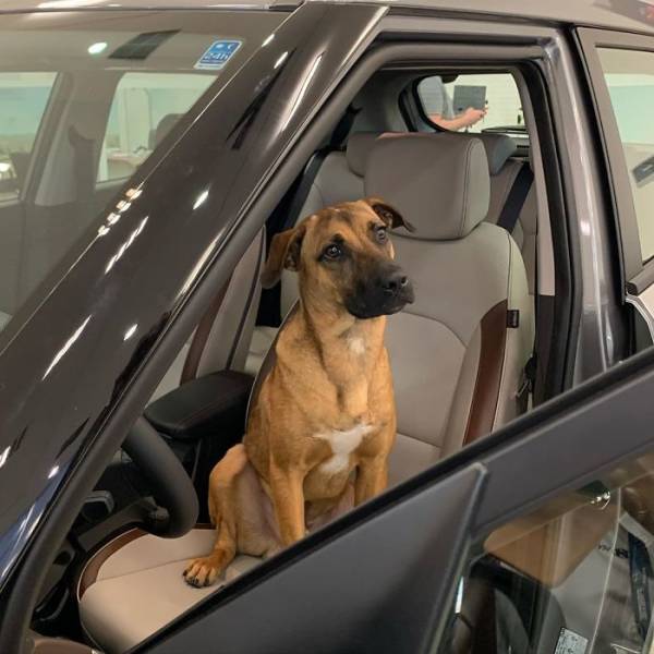 Stray Dog Gets A Job At A Car Dealership
