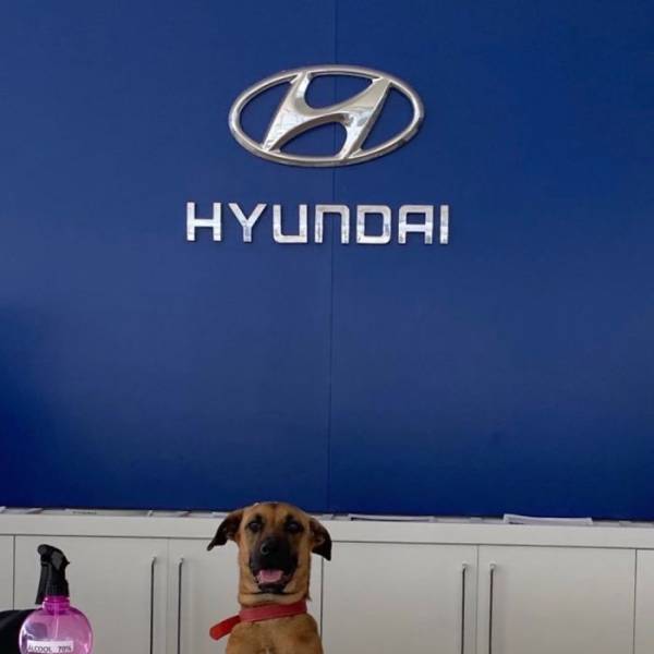 Stray Dog Gets A Job At A Car Dealership