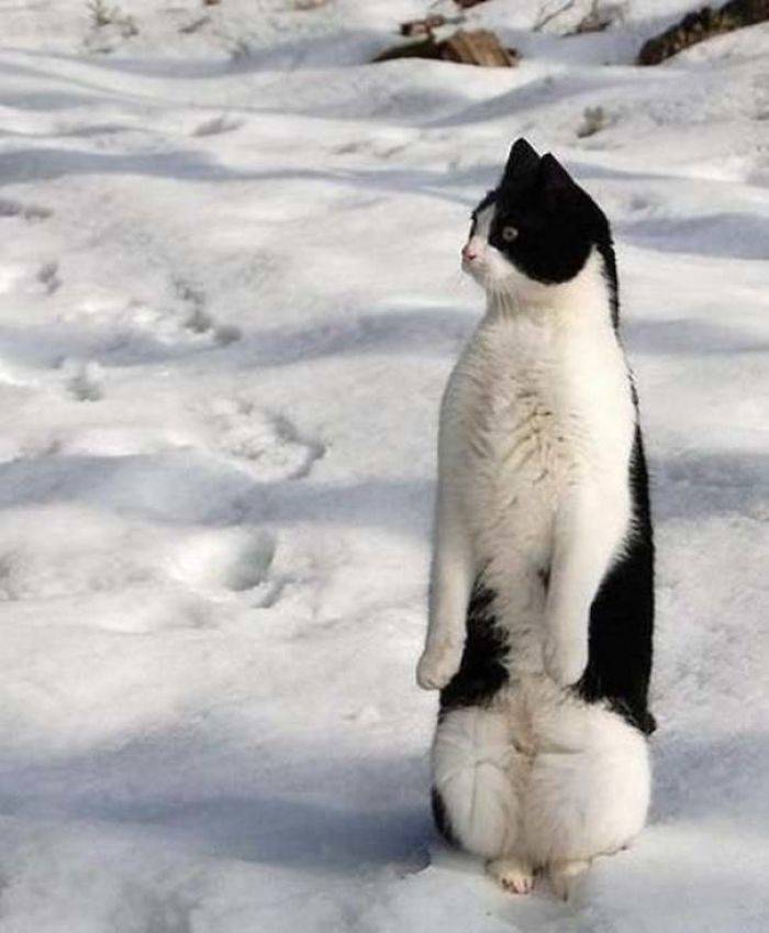 We Are No Cats! We Are Penguins!