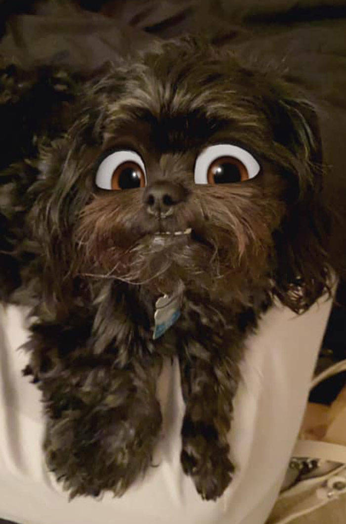 Snapchat Can Now Turn Your Dog Into A Disney Character!