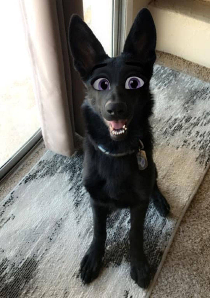 Snapchat Can Now Turn Your Dog Into A Disney Character!