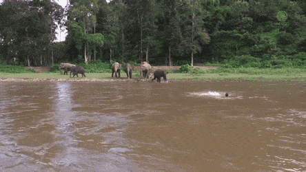 An Elephant Hurries To Help A Man