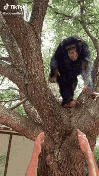 Сhimpanzees Are Definitely Not Weaker Than Humans