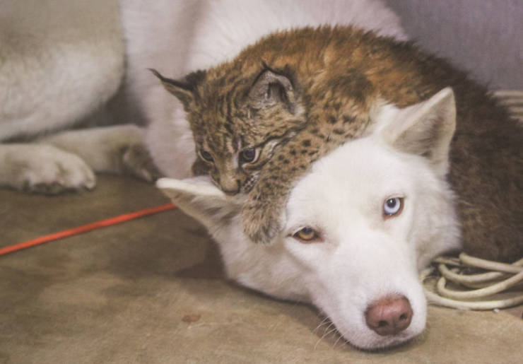 Russian Woman Lives With Two Adopted Lynxes, Eight Dogs And Three Horses