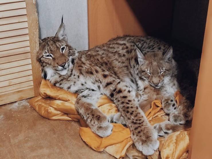 Russian Woman Lives With Two Adopted Lynxes, Eight Dogs And Three Horses