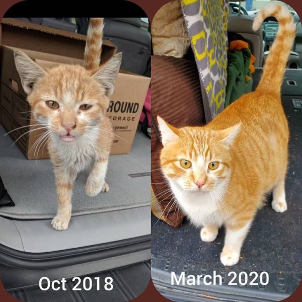 Adorable Animals Before And After Adoption
