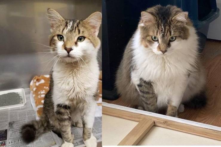 Adorable Animals Before And After Adoption