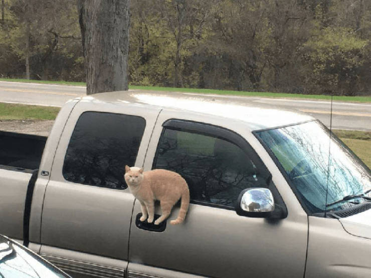Laws Of Physics Are Nothing For These Cats