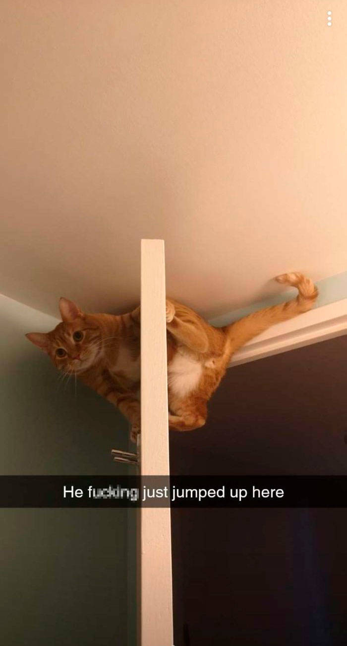 Laws Of Physics Are Nothing For These Cats