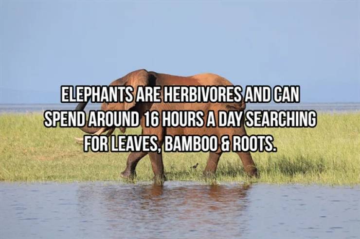 Heavyweight Facts About Elephants