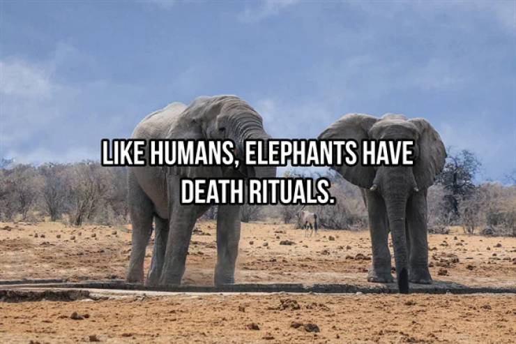 Heavyweight Facts About Elephants