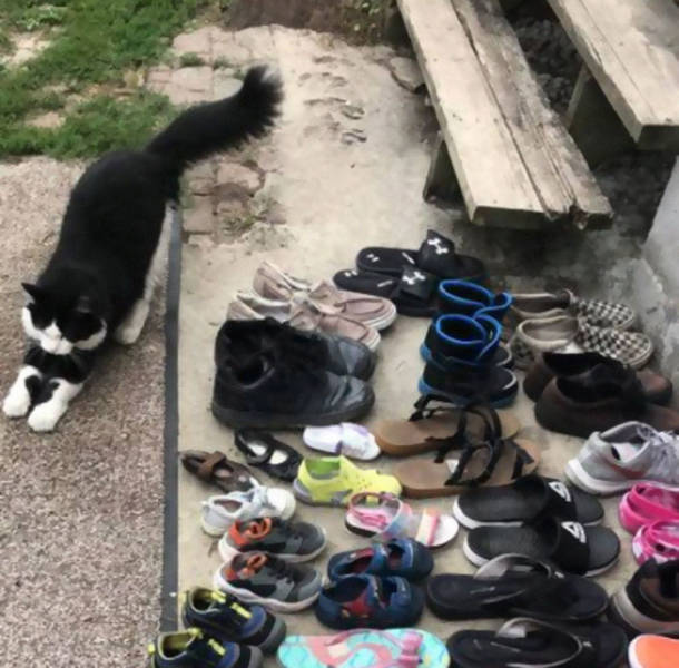 This Cat Is An Experienced Shoe Thief!