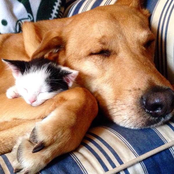 Animals Know How To Be Friends With Each Other