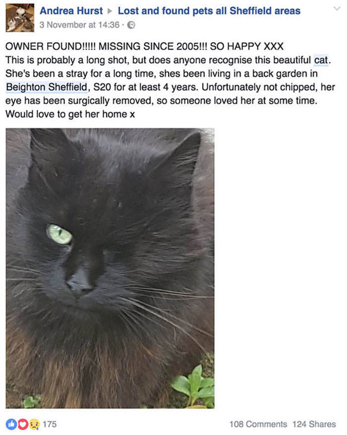 Stories About Missing Cats Being Found After A Long Time