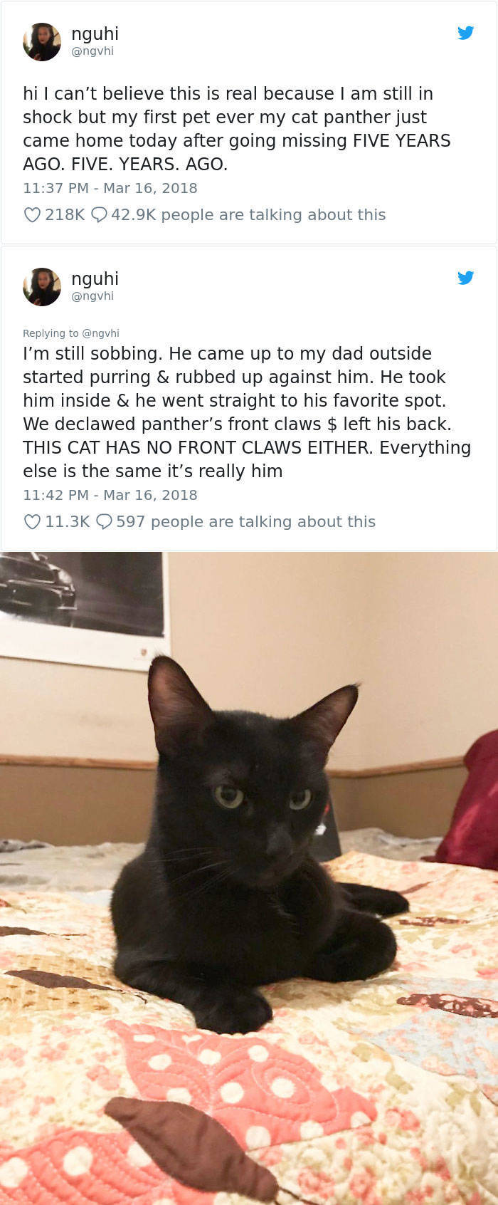 Stories About Missing Cats Being Found After A Long Time
