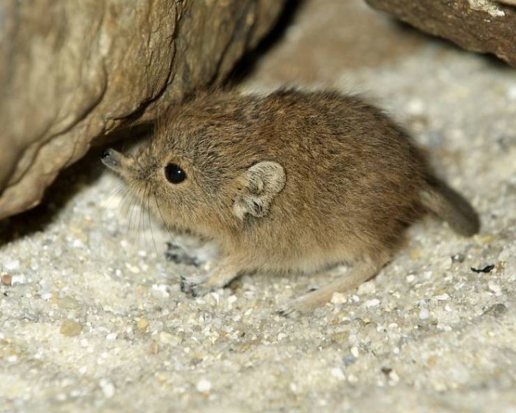 Tiny Elephant Shrews Are Not A Lost Species Anymore! (15 PICS